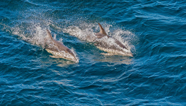 istock Dusky Dolphin - Lagenorhynchus obscurus swimming. 1197534019