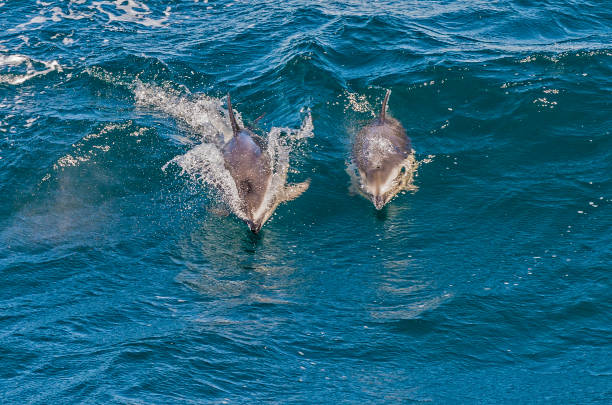 istock Dusky Dolphin - Lagenorhynchus obscurus swimming. 1197534067