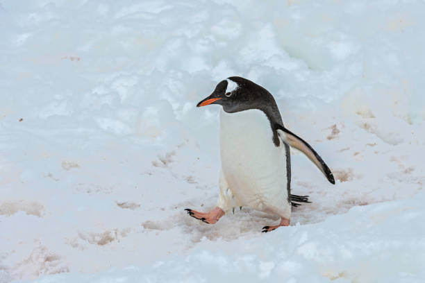 istock Gentoo Penguin - Pygoscelis papua 1197534163