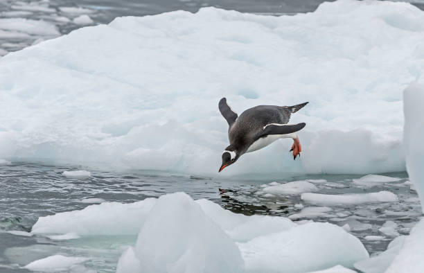 istock Gentoo Penguin - Pygoscelis papua going for a swim. 1197534179