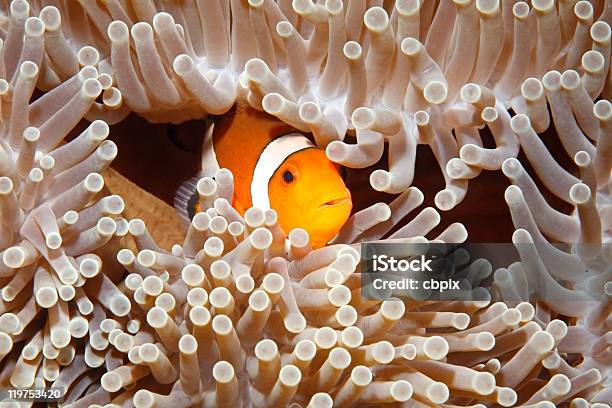 Clownfish Stock Photo - Download Image Now - Close-up, Clown Fish, Anemonefish