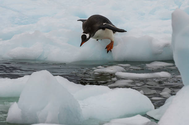 istock Gentoo Penguin - Pygoscelis papua going for a swim. 1197534236