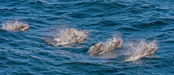 istock Dusky Dolphin - Lagenorhynchus obscurus swimming. 1197534237