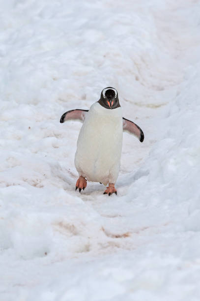 젠투 펭귄 - 피고셀리스 파푸아 - bird black penguin gentoo penguin 뉴스 사진 이미지