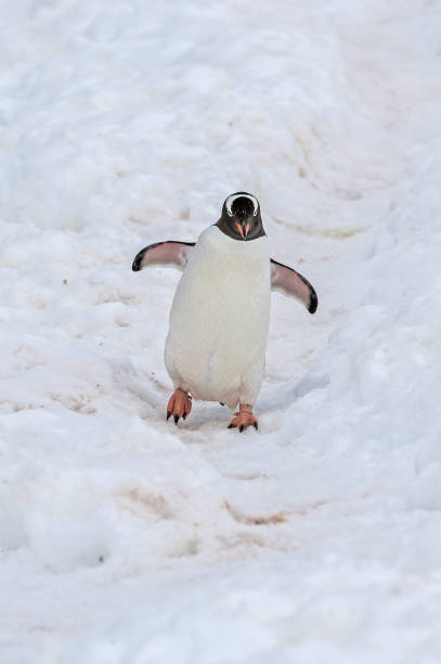 gentoo penguin - pygoscelis papua - bird black penguin gentoo penguin imagens e fotografias de stock