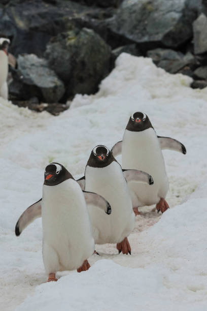 istock Gentoo Penguin - Pygoscelis papua 1197534384