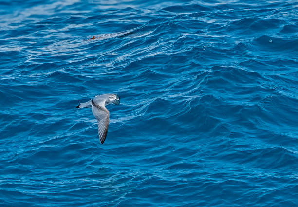 istock Fairy Prion - Pachyptila turtur flying over the water. 1197534435