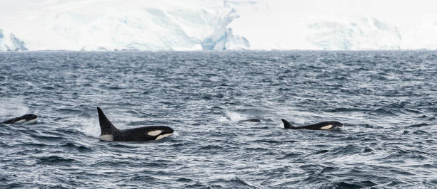 istock Killer Whale - Orcinus orca large type B swimming near a Glacier. 1197534532