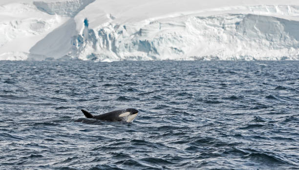 istock Killer Whale - Orcinus orca large type B swimming near a Glacier. 1197534625