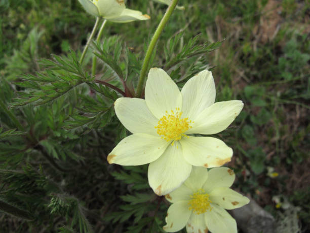 istock Pulsatilla alpina 1197535682