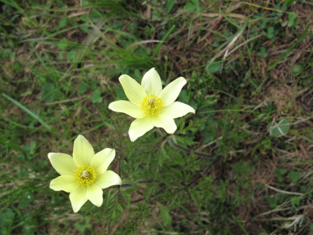 Pulsatilla alpina