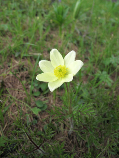 istock Pulsatilla alpina 1197535685