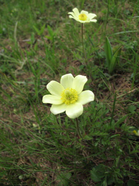 istock Pulsatilla alpina 1197535686