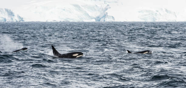 istock Killer Whale - Orcinus orca large type B swimming near a Glacier. 1197536236