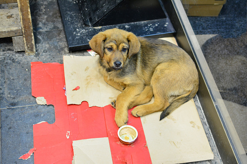 Young, adorable stray dog laying on cardboard bed besides a store in wintertime, with empty pate can in front of him