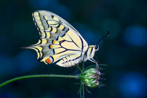 istock Beautiful butterfly sitting on flower 1197536620