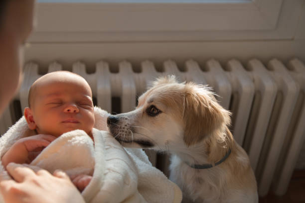 Little dog sniffs baby girl Little dog sniffs baby girl babies only stock pictures, royalty-free photos & images