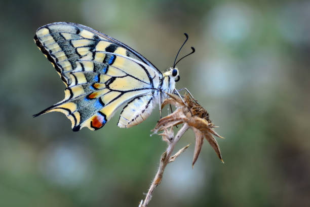 istock Beautiful butterfly sitting on flower 1197538439
