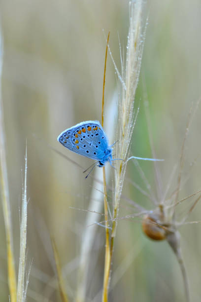 istock Beautiful butterfly sitting on flower 1197538537