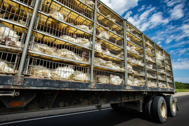 istock live turkeys transportation truck cages 1197539186