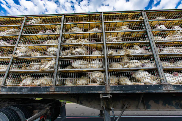 istock live white turkey transportation cages 1197539200