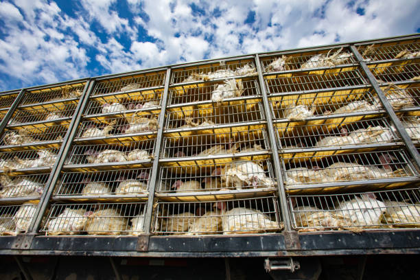 istock live white turkey transportation cages 1197539802