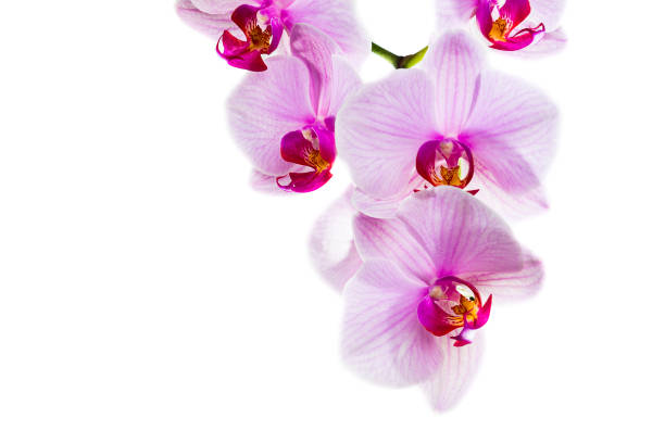 istock branch with blooming beautiful pink orchid flower 1197540110