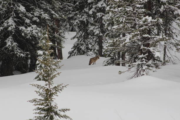 istock Coyote on Rabbit Ears Pass in the snow 1197540153
