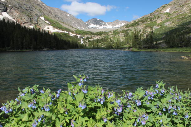 istock Bluebells at Blue Lake in Colorado 1197540202