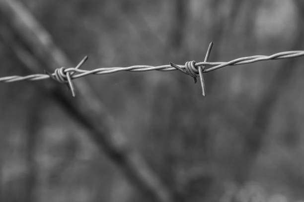 istock iron and old barbed wire stretched against a blurred forest background toned photo 1197540279