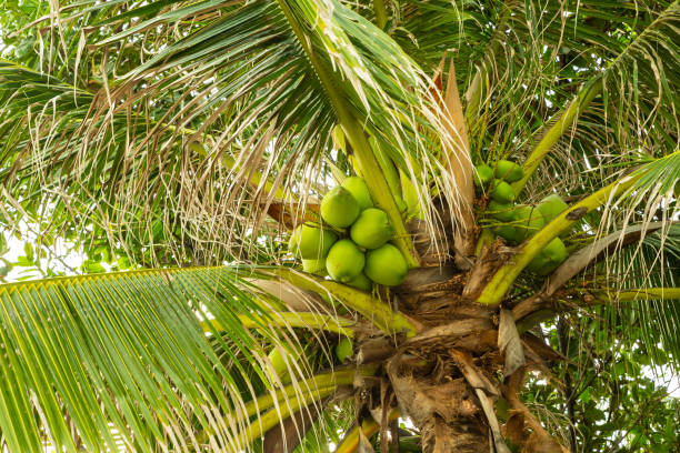 istock green coconuts grow high on a palm tree among thick leaves background tropical plants 1197540837