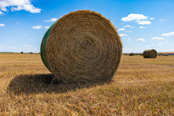 istock Round bale of hay with bright blue sky 1197541421