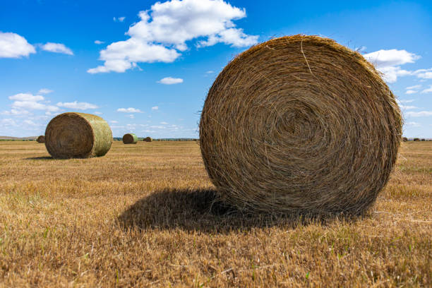 istock Round bale of hay with bright blue sky 1197541428
