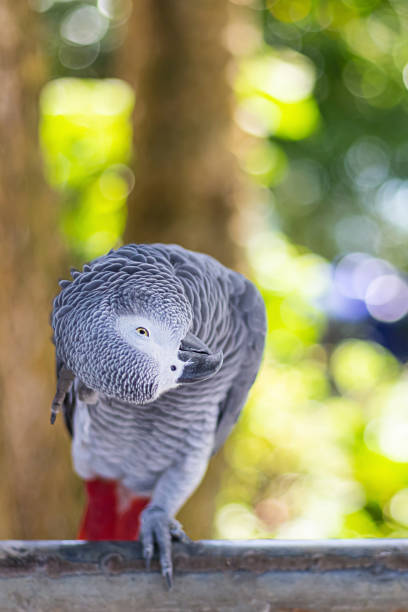 istock small gray parrot sits on a branch and scratches its head on a blurred forest background 1197542127