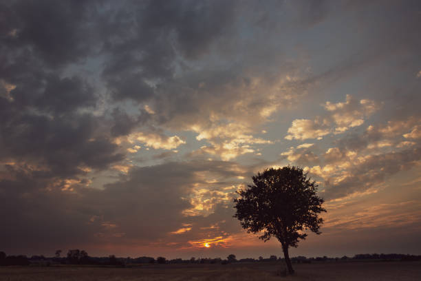 istock Silhouette of a lone tree and clouds during sunset 1197542256