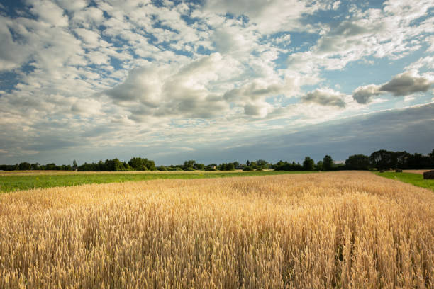 istock Field with grain, trees on the horizon and white clouds on the sky 1197542262