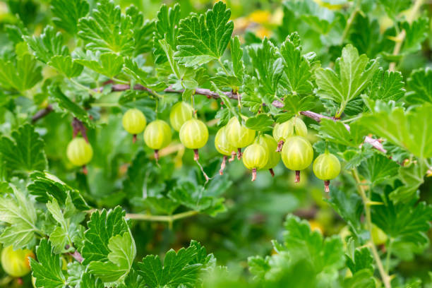 istock horizontal branch covered with gooseberry berries with openwork leaves background fruit 1197542281