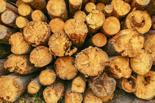 istock pattern folded felled tree trunks background sawmill, end of trunk 1197542311