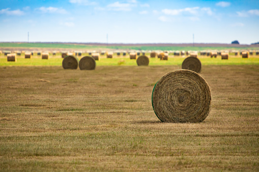 A big, round bale of hay in an agricultural field with other bales scattered in the background. Rural environment, natural sunlight.