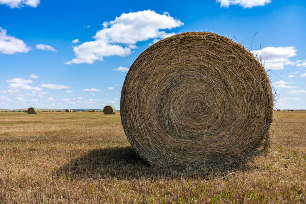istock Round bale of hay with bright blue sky 1197542379