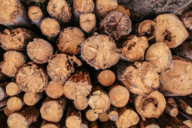 istock pattern wooden brown trunk end background sawmill wood procurement for heating 1197542430