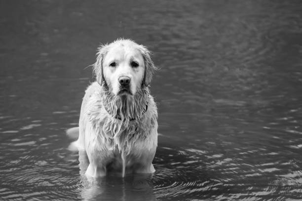 istock similar long haired labrador runs happy on water 1197542571