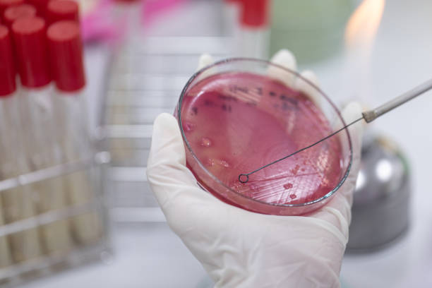 istock Streak plate for Bacteria culture or identify Bacteria research in labmicrology. 1197543205