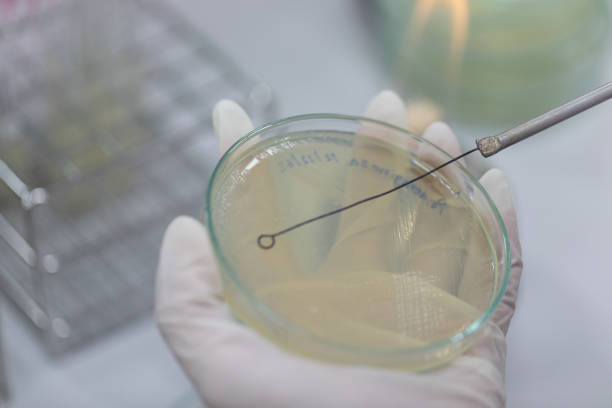 istock Streak plate for Bacteria culture or identify Bacteria research in labmicrology. 1197543249