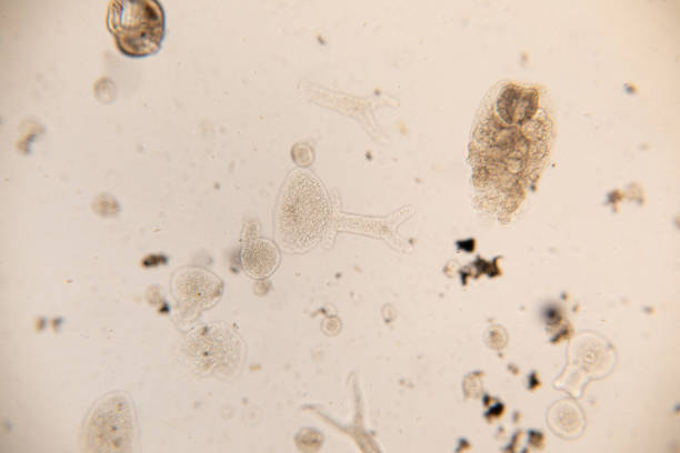 istock Study Movement and Specimens of Transversotrema patiallensis (parasite) under the microscopic in laboratory. 1197543834