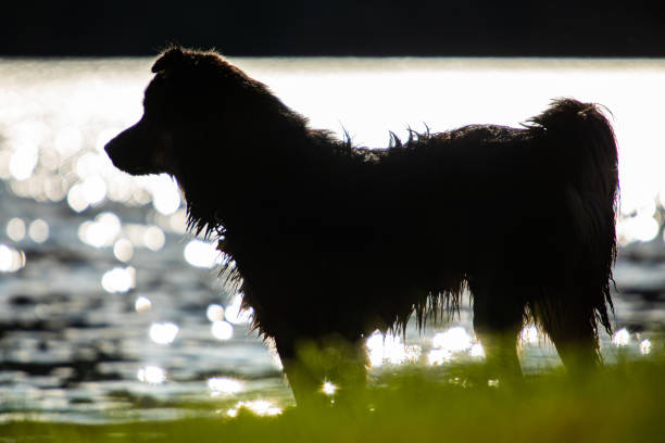 istock beautiful dog in silhouette looking to the left 1197543939