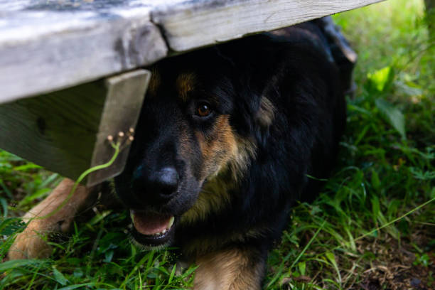 cane sdraiato sotto una panchina con uno sguardo spiritoso - 5487 foto e immagini stock