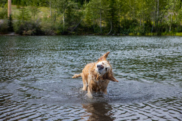 istock wet golden retriever playing in the water 1197544838
