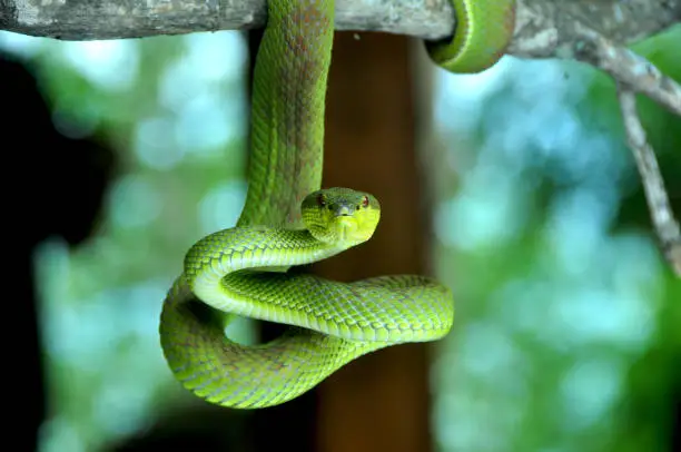 Photo of A green snake on the hunt