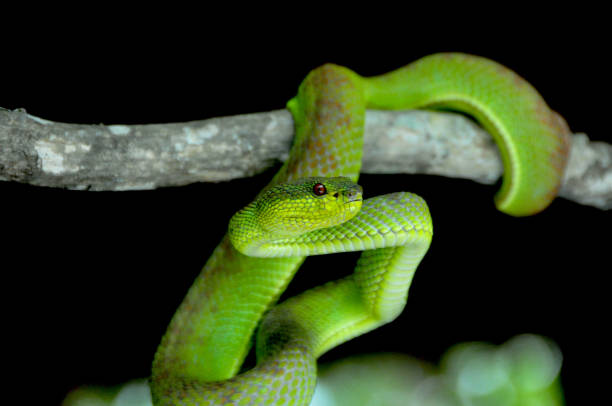istock A green snake on the hunt 1197544939